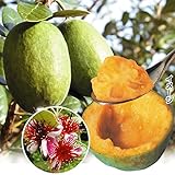 国華園　果樹苗　フェイジョア　アポロセレクト接木苗　1株【※発送が国華園からの場合のみ正規品です】