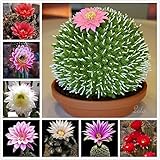 100 MIXED CACTUS Flower Seeds Succulent Plants Ornamental attractive Garden Bonsai