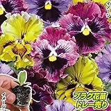 国華園　プラグ花苗 パンジーフリル咲ミックス(70本入・花色無選別)【※発送が国華園からの場合のみ正規品です】