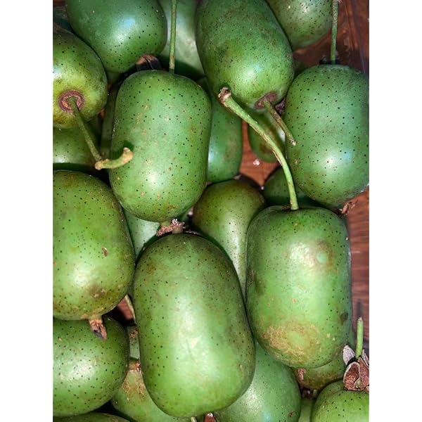 Amazon.co.jp: 北海道産 コクワの実(冷凍・サルナシ) 500g （50個前後