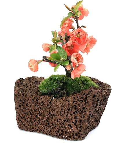 Amazon｜【charm】（山野草）苔盆栽 ボケ（木瓜）品種表記無し 穴有益