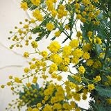 アカシア：ギンヨウアカシア6号ポット[銀葉アカシア・ゴールデンミモザ][大型種]