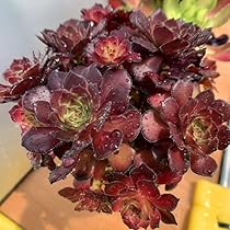 61HOBRVJBSL._AC_UL210_SR210,