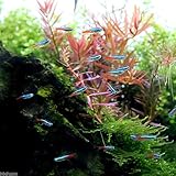 (熱帯魚)ネオンテトラ(20匹) 本州・四国限定[生体]