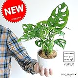LAND PLANTS 【観葉植物】 マドカズラ 4号