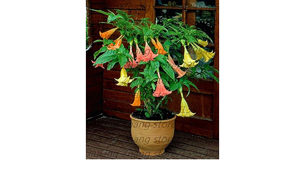 Amazon Co Jp 100本 袋盆栽の花のキダチチョウセンアサガオ属のチョウセンアサガオの種子 珍しいチョウセンアサガオ の花の種 自宅の庭の植物のためキダチチョウセンアサガオ属エンジェルトランペット Diy 工具 ガーデン