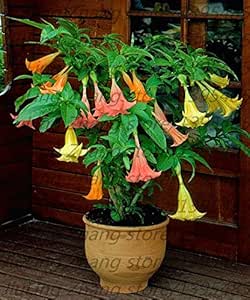 Amazon Co Jp 100本 袋盆栽の花のキダチチョウセンアサガオ属のチョウセンアサガオの種子 珍しいチョウセンアサガオ の花の種 自宅の庭の植物のためキダチチョウセンアサガオ属エンジェルトランペット Diy 工具 ガーデン