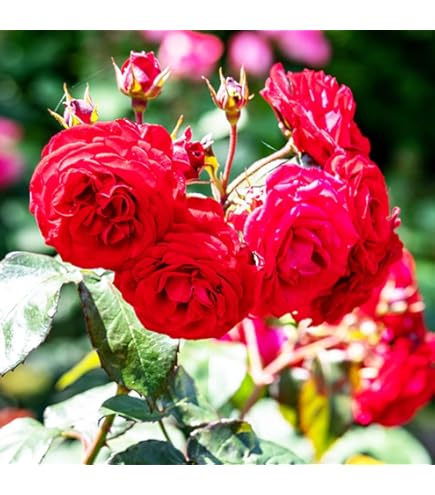 Amazon.co.jp: [ オデュッセイア バラ 新苗 4号鉢 ] バラ苗