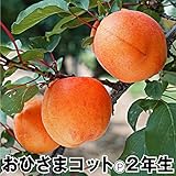 国華園　果樹苗　アンズ　おひさまコットP　2年生　1株