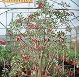 【多肉植物/種子】Adenium Somalense ★アデニウム・ソマレンセ 種子５粒 Caudex 塊根植物 [並行輸入品]