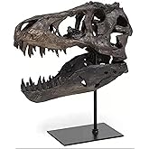 Dinosaur Skeleton Statue Resin Fossil Model Display Archaeology Craft Educational Prop Dinosaur Skull Archaeology Lovers Gift