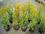 ボックスウッド (西洋ツゲ) 樹高50cm前後 10本セット 生垣 目隠し