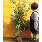 【ノーブランド品】 ブルーベリー・ビッグノビリス 樹高1.2m前後 根巻き /