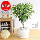 LAND PLANTS 【観葉植物】 ベンジャミン トピアリー （白色丸型陶器）