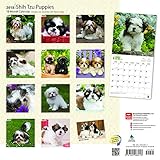 Image de Shih Tzu Puppies 2018 Calendar