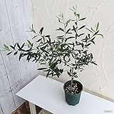 オリーブ：ミッション 6号ポット[塩蔵・オイル兼用種][自家結実性のある品種][苗木]