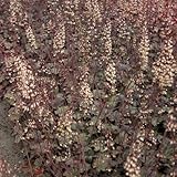 【6号鉢大株】ヒューケラ「ピノ・ノワール」