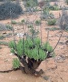 Tylecodon wallichii - caudiciform - 15 seeds