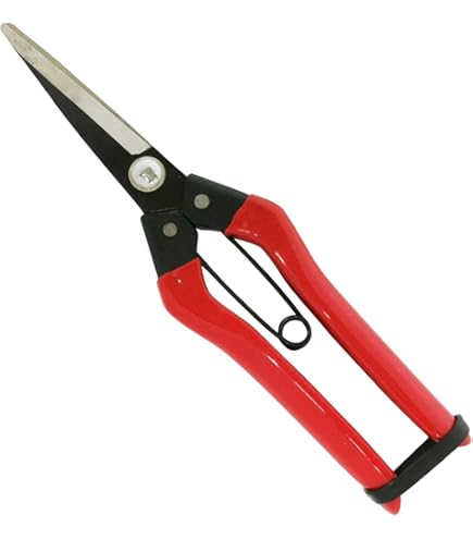 チカマサ　近正　青果鋏　ストッパーなし 31本セット チカマサ 近正 青果鋏 ストッパーなし 31本セット ハサミならお任せ