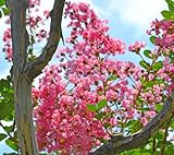 サルスベリ “ピンク花” 樹高1.8m前後 夏を代表する花木☆シンボルツリー・庭木に最適！！