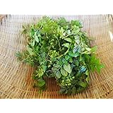 山椒 新芽 木の芽 200g 天然山菜 飛騨高山産 岐阜県高山市