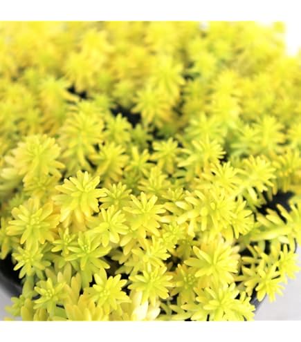 Amazon.co.jp: アカシア ミモザ 苗 ミモザアカシア 4号 樹高50～60cm