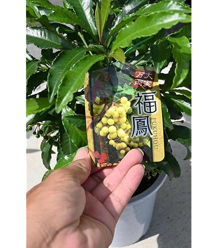 Amazon.co.jp: 万両苗 縁起の良い樹 大実万両宝舟万両苗木 : DIY・工具