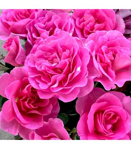 Amazon.co.jp: バラ苗 和薔薇 : DIY・工具・ガーデン