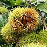 長く収穫できる！人気の栗（クリ）早生・中生・晩生の3品種セット[丹沢・銀寄・岸根　苗木]