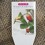 ハーブ 苗 【ワイルドストロベリー(赤実)】 3号ポット×5株セット ハーブ苗 セット
