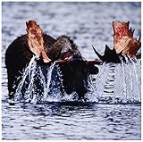 Danita Delimont – ムース – USA、アラスカ、デナリ国立公園、Moose Bull Drinking In Lake。 – タイル 8" ct_205579_3
