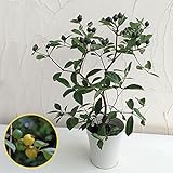 [実付き]グアバ（バンジロウ）：キミノバンジロウ5号鉢植え ノーブランド品