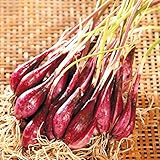 国華園　種球　ラッキョウの仲間　越のレッドP　500g【※発送が国華園からの場合のみ正規品です】