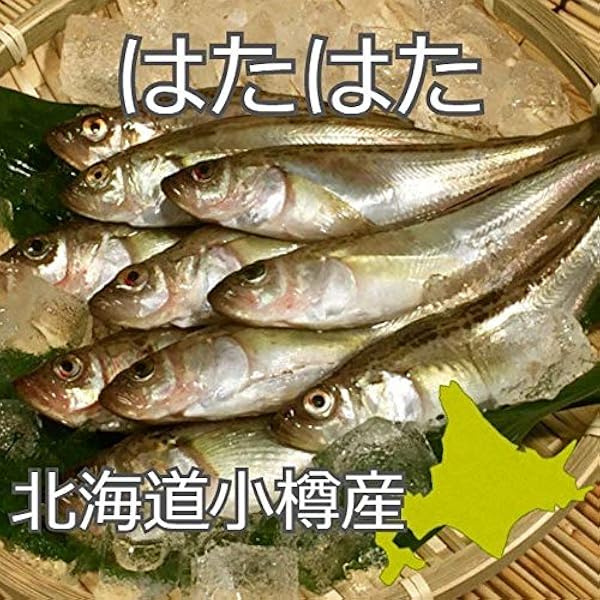 北海道産生はたはた3kg前後（25尾前後）〔B〕北港直販☆ハタハタ