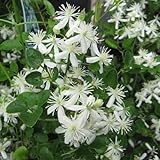 クレマチス：仙人草[センニンソウ]4.5号ポット[2年生苗]（原種系） ノーブランド品