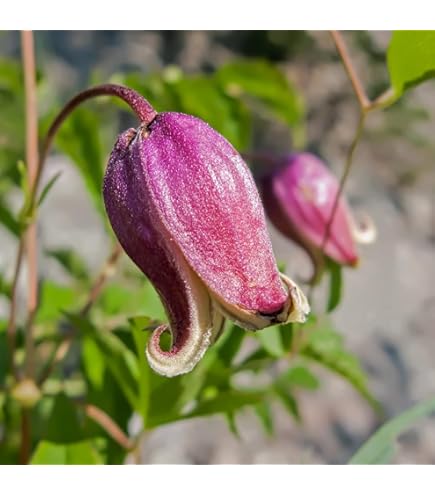 Amazon | ノーブランド品 クレマチス 2年生苗 雫 | 花