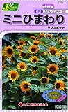 カネコ種苗 草花タネ785 ミニひまわりサンスポット 10袋セット