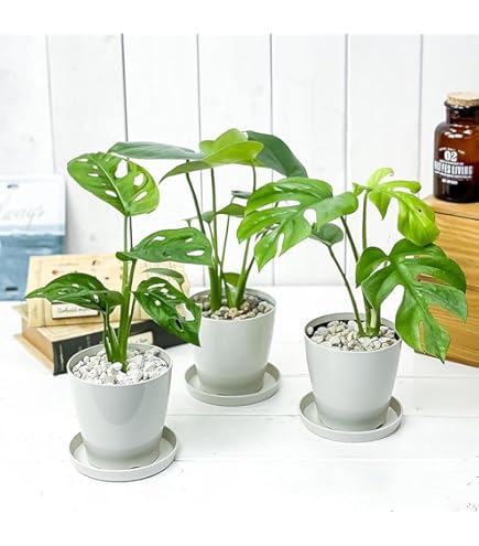 アガベ　トランカータ　39センチ❗ Amazon.co.jp: PLANCHU 多肉植物 アガベ パリー トランカータ 3.5号