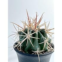 フェロカクタス　ピロサス 10苗 抜き苗 フェロカクタス ピロサス 10苗 抜き苗 商品詳細 - 信州西沢