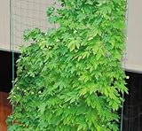 DAIM　サイドロープ付　緑のカーテンネット　3.6×5m　10cm角目