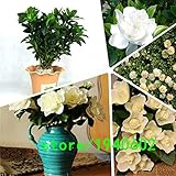 50個/袋GARDENIA / CAPE JASMINE Jasminiodesホワイト低木花の種子アメージング香り＆美しい花