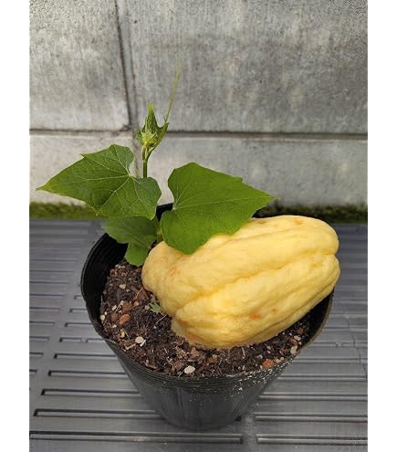 Amazon.co.jp: ハヤトウリ 白 はやとうり 芽だし苗 : DIY・工具・ガーデン