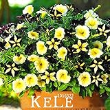 新しい到着！50 PCSは/ブラックプレイメイトペチュニア種子ガーデンホーム盆栽植物ペチュニアの花の種子と黄色をパック、＃の3WHXBG