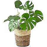 観葉植物 本物 モンステラ 6号 選べる鉢カバー付き (ツートーン)