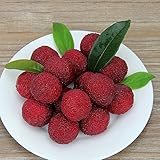 DBMART 10粒 ヤマモモ やまもも 果物 サンプル 本物そっくり 食品サンプル 野菜 とまと 模型 ディスプレイ 撮影道具など