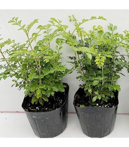 Amazon｜山採り養成。鉢植えソヨゴ。｜観葉植物 オンライン通販