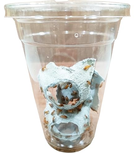 Amazon | （生餌）レッドローチ SSSサイズ 1カップ 爬虫類 大型魚 