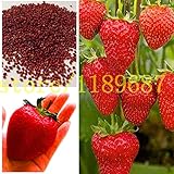 strawberry seeds 500 big strawberry seeds giant and deliciouns NO-GMO rare bonsai fruit seeds for ho