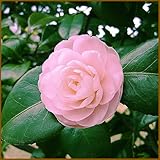 椿（ツバキ）の苗木　乙女椿