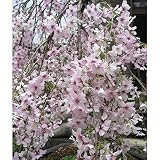 桜（サクラ）：枝垂れ富士桜[シダレフジザクラ]3号ポット[鉢植・盆栽向き] ノーブランド品